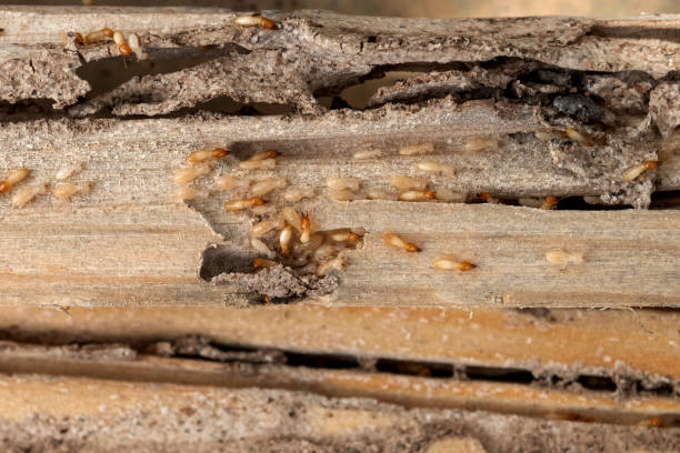 Best Commercial Pest Control Services  in Wadsworth, IL